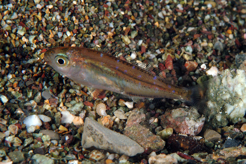 juvenile Sarpa salpa